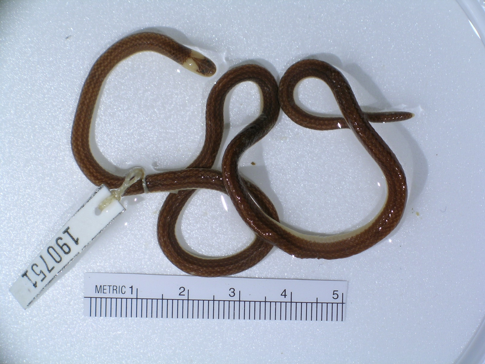 Polemon gracilis
